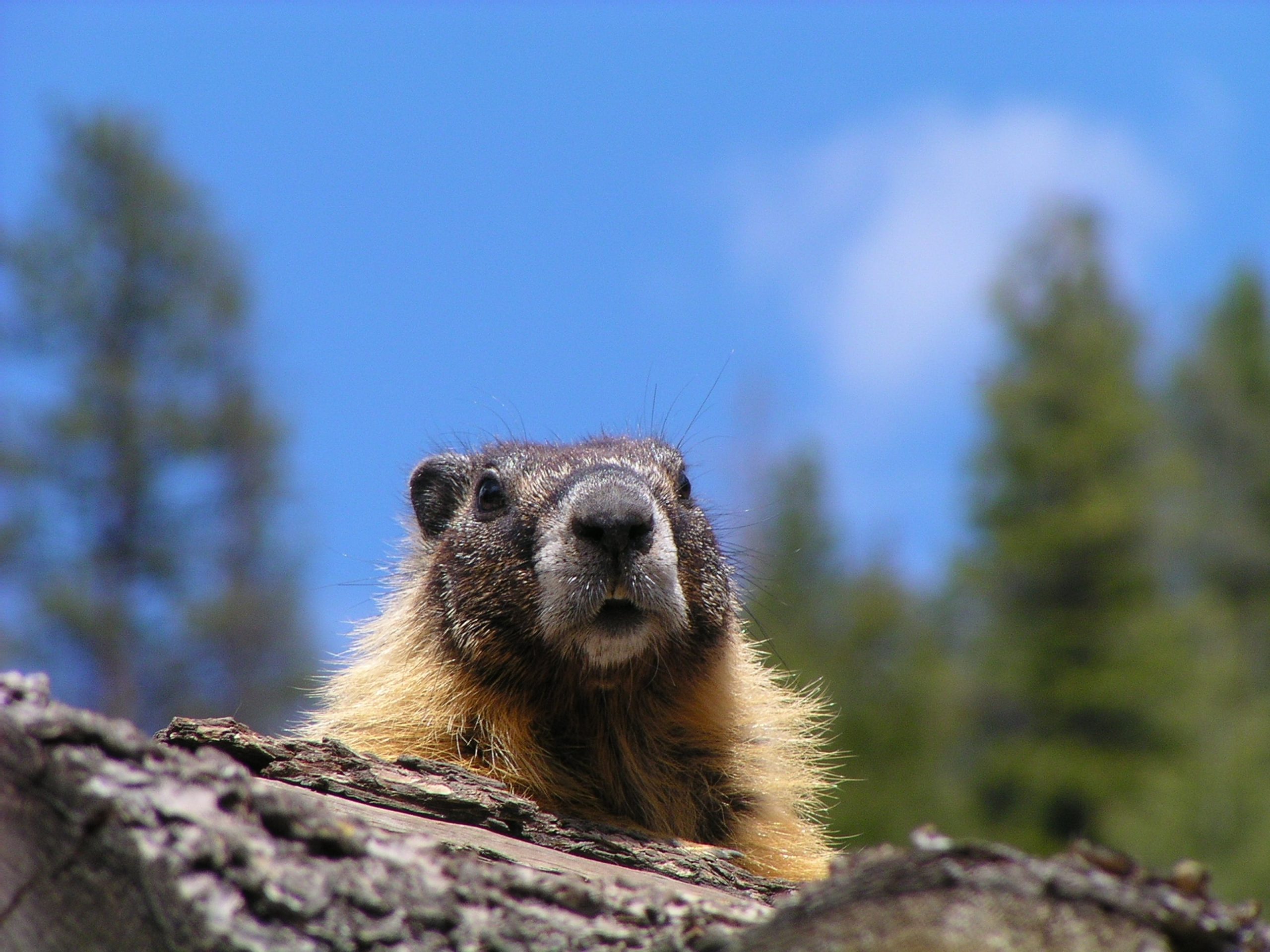 ¡Feliz DÍA DE LA MARMOTA!